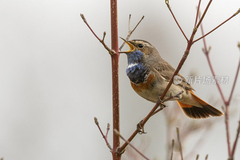 唱歌的雄性蓝喉鱼(Luscinia svecica)